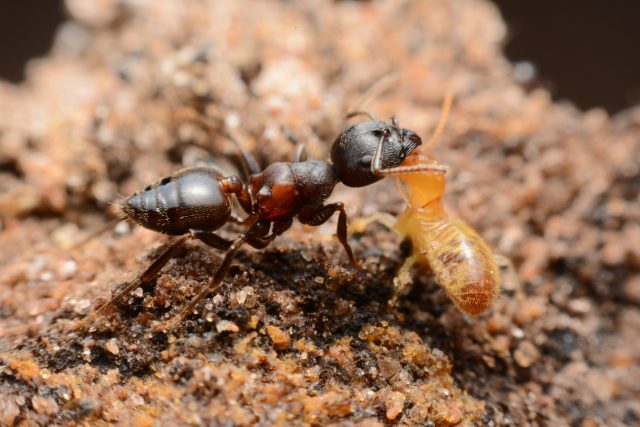 Mravenec bojující s termitem | foto: Shutterstock