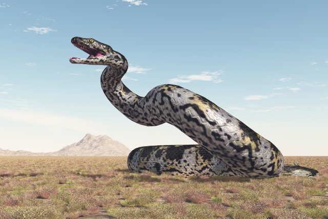 Obří vyhynulý had titanoboa   (počítačová 3D ilustrace) | foto: Shutterstock