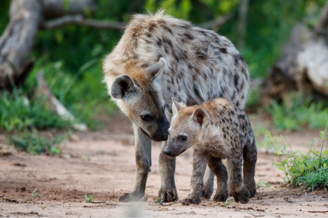 Hyeny žijí v takzvaných klanech,  kterým velí nejsilnější samice | foto: Shutterstock