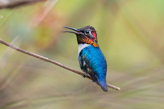 Kalypta nejmenší je druh kolibříka | foto: Shutterstock