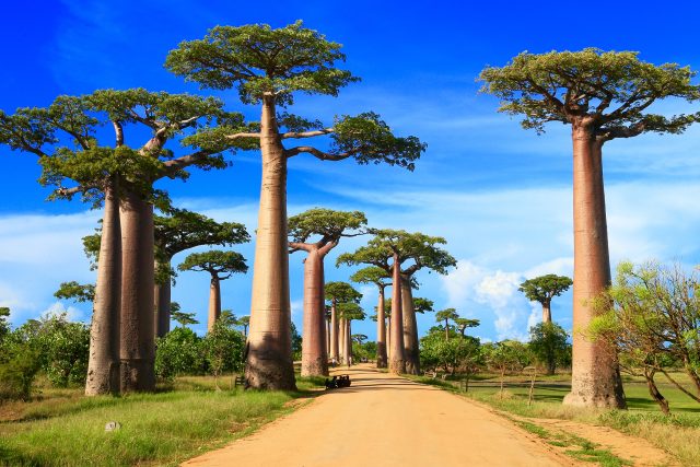Baobaby jsou zajímavé stromy | foto: Shutterstock