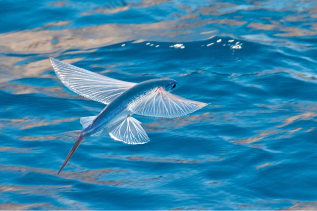 Kolik uletí létající ryba? | foto: Shutterstock