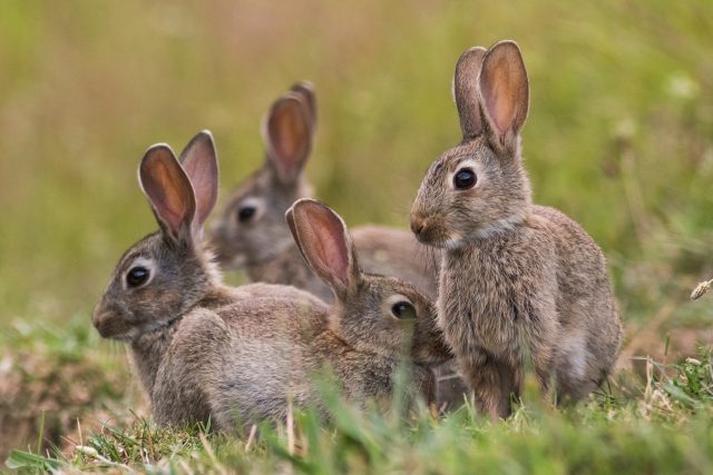 Poznáte rozdíl mezi králíkem a zajícem? | foto: Shutterstock