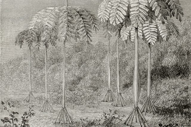 Takhle chodící palmy zachytila ilustrace v jednom francouzském časopise v roce 1864 | foto: Shutterstock