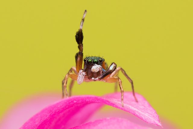 Vegetariánský pavouček Bagheera kiplingi vám mává | foto: Shutterstock