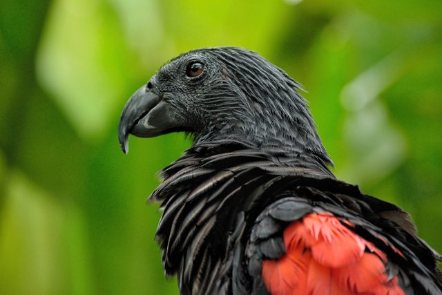 Tricha orlí je jeden z nejdražších papoušků na světě | foto: Shutterstock