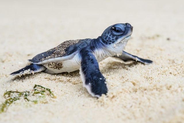 Roztomilé želví mládě vyráží z pláže do moře | foto: Petr Jan Juračka