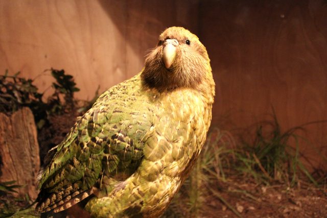 Kakapo soví je zvláštní papoušek | foto: Shutterstock