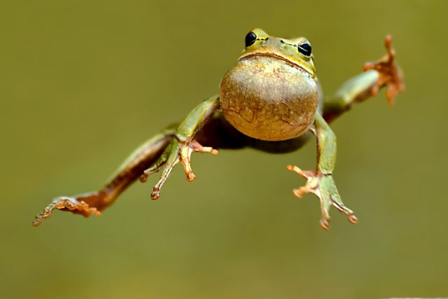 Chtěli byste zažít déšť žab? | foto: Shutterstock
