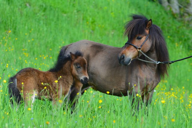 Koníci plemene falabella jsou roztomilí | foto: Shutterstock