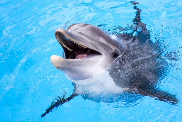 Díky delfínům bychom jednou mohli mít účinnější léky | foto: Shutterstock