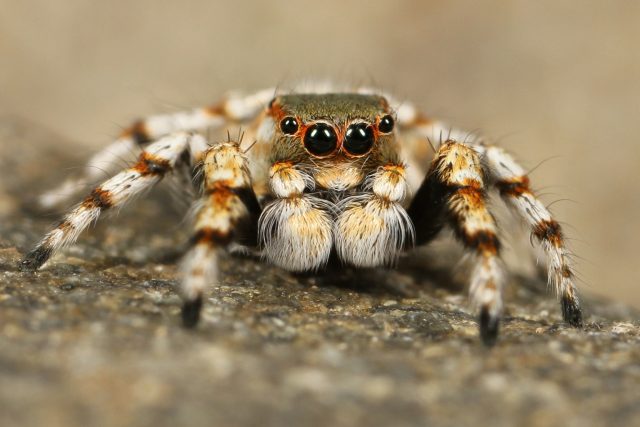 I pavouk může být roztomilý,  co říkáte? | foto: Fotobanka Pixabay