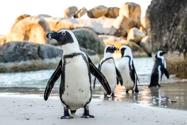 Tučňák brýlový | foto: Shutterstock