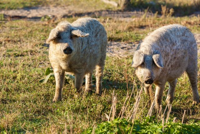 Je na obrázku prasátko,  nebo ovečka? | foto: Shutterstock