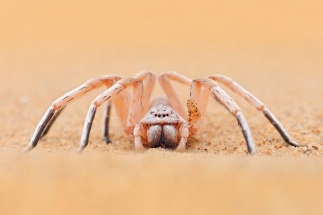 Maloočka Rechenbergova je zajímavý pavouček | foto: Shutterstock