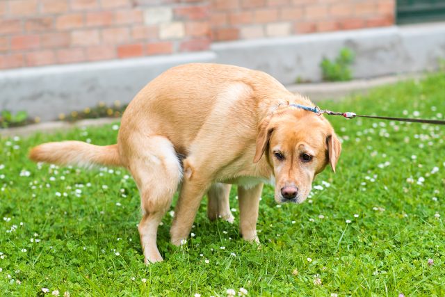 Pes vykonává takzvanou velkou potřebu | foto: Shutterstock