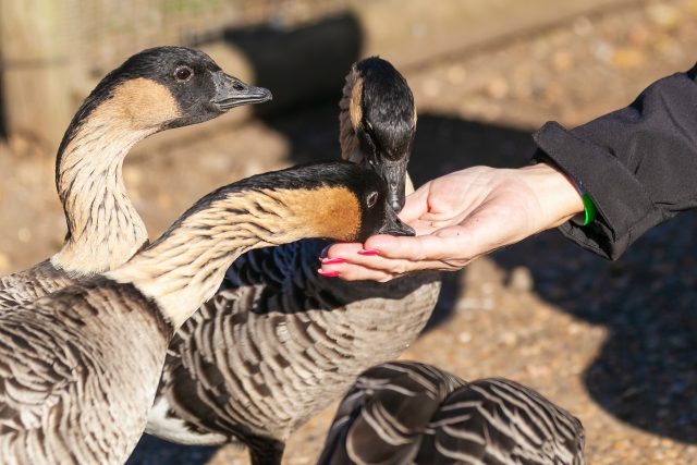 Berneška havajská je národní pták Havaje | foto: Shutterstock