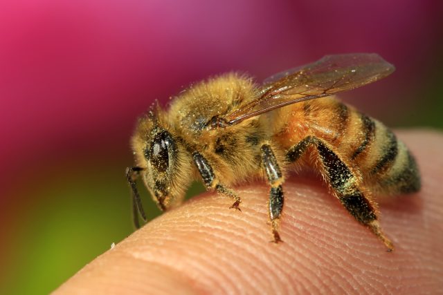 Včely jsou pro přírodu velmi důležité | foto: Shutterstock