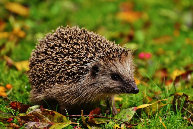 Jak poznat,  jestli ježek potřebuje pomoc? | foto: Pixabay CC0 Creative Commons