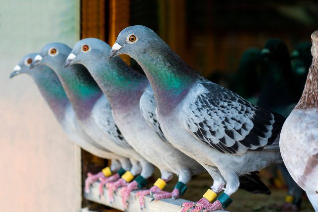 Málokdo ví,  že holubi jsou ve skutečnosti docela hustí. | foto: Shutterstock