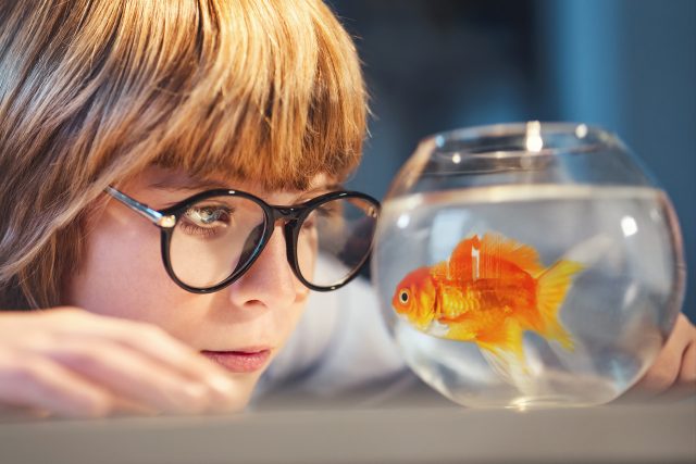 Zlatá rybka do kulatého akvárka nepatří | foto: Shutterstock