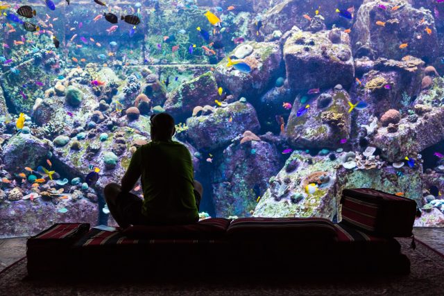 Hotel Atlantis,  který vám nabídne pokoje s výhledem do světa mořských ryb najdete v Dubaji | foto:  S-F,  Shutterstock