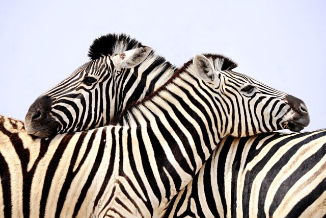 Výrazné pruhy nejsou zrovna dobré maskování. Proč je zebry mají? | foto: Shutterstock