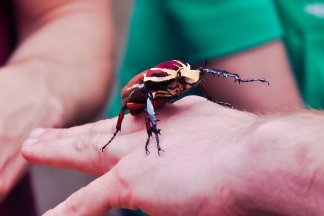 Brouk goliáš může měřit až 12 centimetrů! | foto: Shutterstock