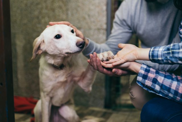 Lidé jsou více doma a častěji si berou psy z útulků | foto: Shutterstock