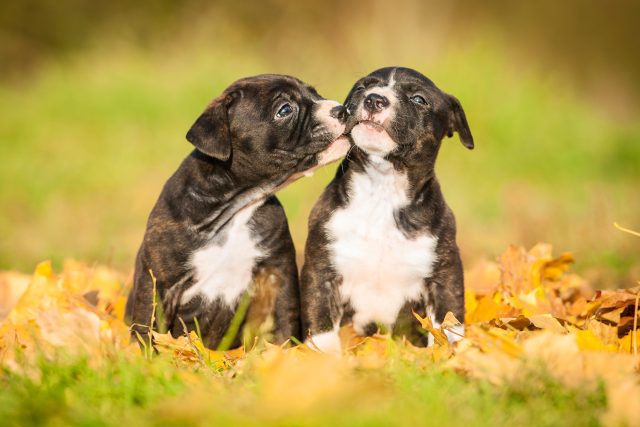 Líbí se vám pitbul nebo třeba stafordširský teriér? | foto: Shutterstock