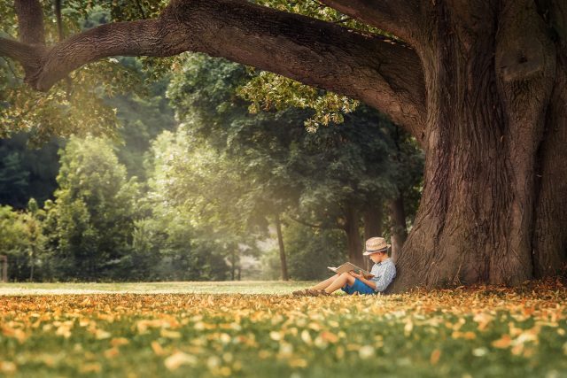 Stromy na nás mají blahodárný vliv,  říká přírodovědec | foto: Shutterstock