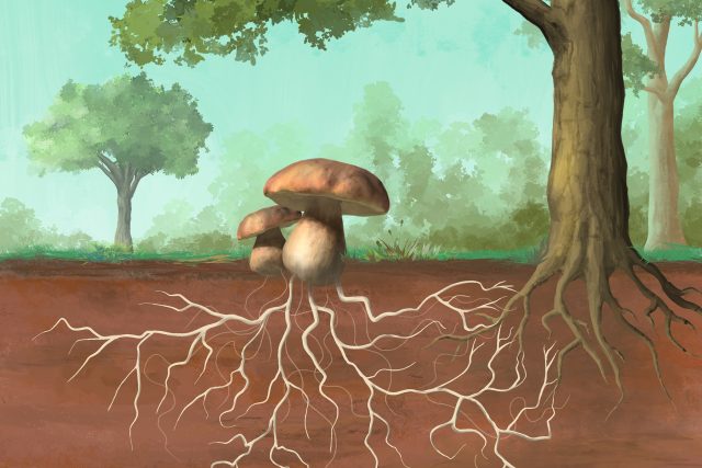 Víte,  co je podhoubí? | foto: Shutterstock