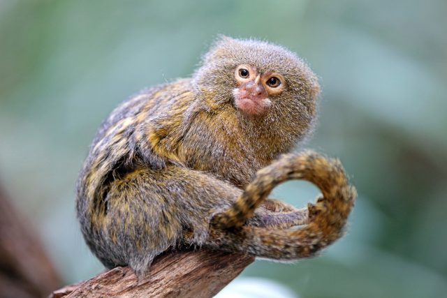 Kosman zakrslý | foto: Shutterstock