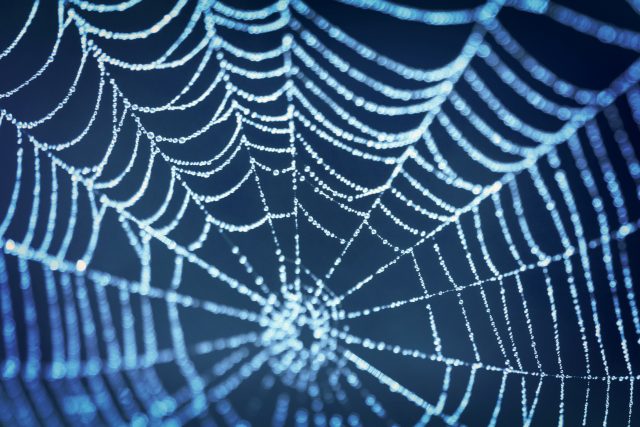 Proč pavouci tkají sítě? | foto: Shutterstock
