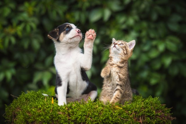 Jsou mezi zvířaty praváci a leváci,  | foto: Shutterstock