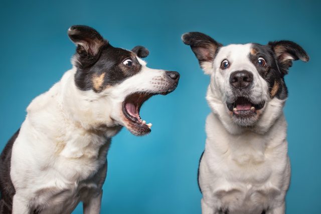 Poznáte,  co se váš pes snaží říct? | foto: Shutterstock