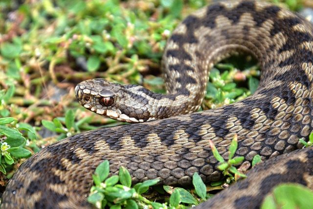 Zmije obecná je jedovatý had | foto: Karel Kerouš