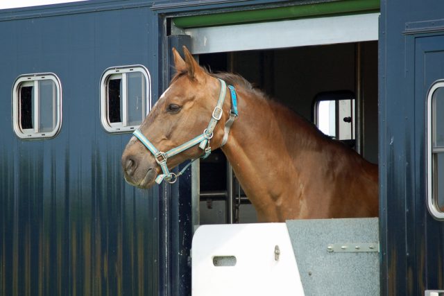 Jak probíhají transporty koní? | foto: Shutterstock