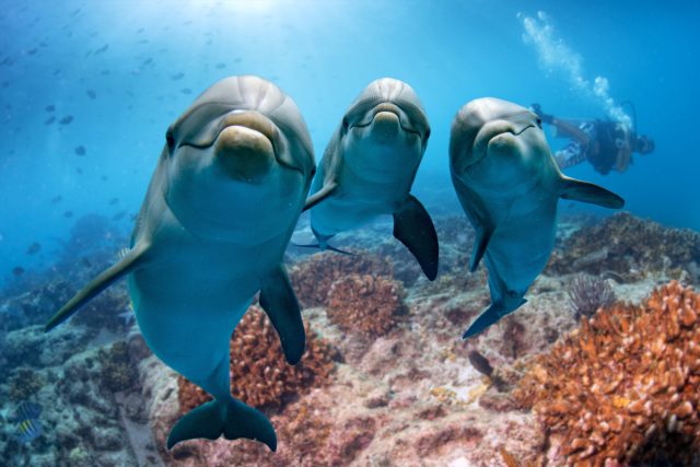 Delfíni jsou velmi inteligentní stvoření | foto: Shutterstock