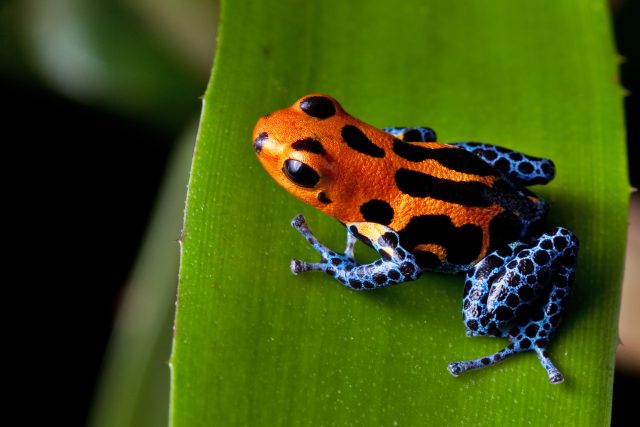 Žáby pralesničky jsou sice krásné jako malé drahokamy,  jsou však prudce jedovaté | foto: Shutterstock