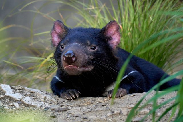Tasmánský čert je rozkošné zvíře | foto: Shutterstock