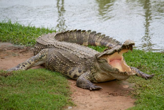 Krokodýl | foto: Shutterstock