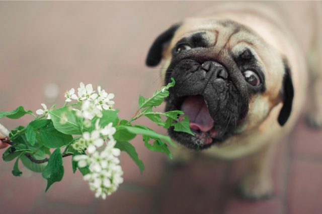 Co nesmí pes žrát? | foto: Shutterstock