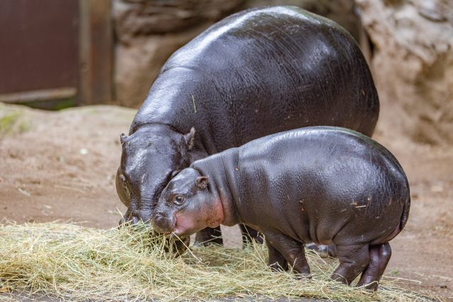 Moo Deng a její maminka v Khao Kheow Open Zoo | foto: Jam Press / Profimedia