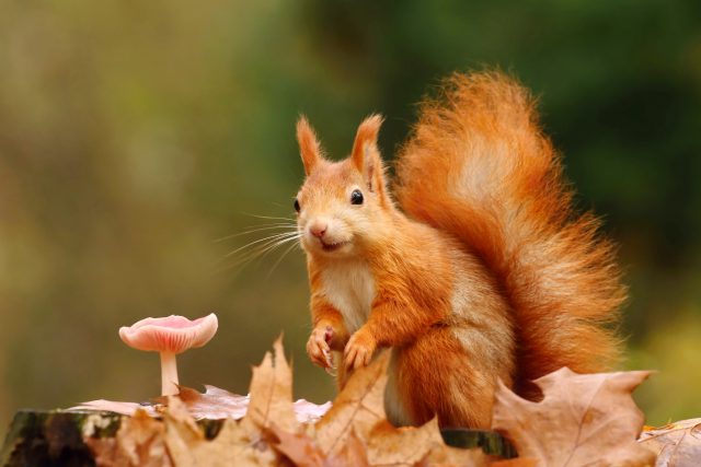 čím se živí veverky? | foto: Shutterstock