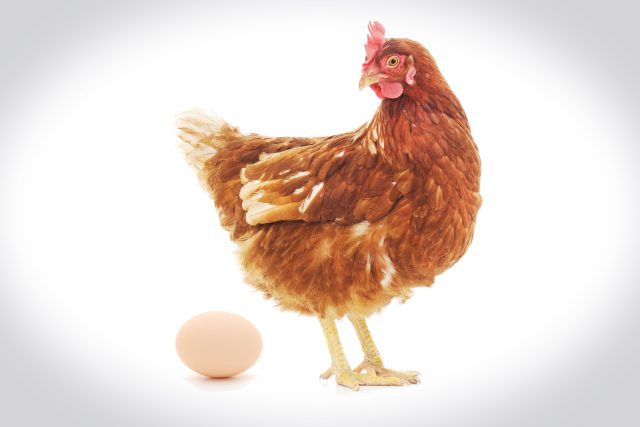 Vo bylo dřív - slepice,  nebo vejce? | foto: Shutterstock
