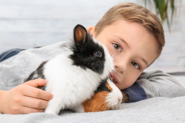 Více než křeček se k dětem hodí králík nebo morče | foto: Shutterstock