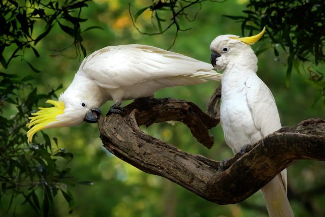 Papouškové kakadu jsou krásní,  ale vyžadují správnou péči | foto: Shutterstock