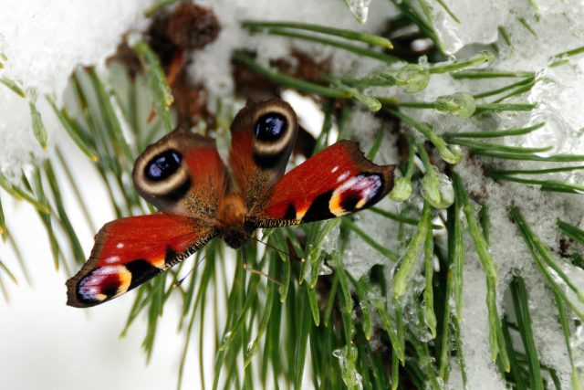Už jste někdy viděli v listopadu motýla? | foto: Shutterstock