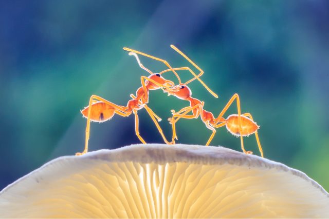 Mravenci jsou fascinující tvorečci | foto: Shutterstock